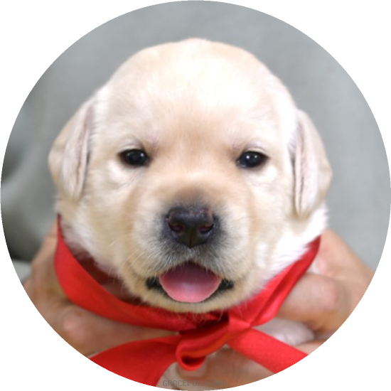 英国ラブラドールの子犬(A child of ジョージ & ) 英国ラブラドールの子犬